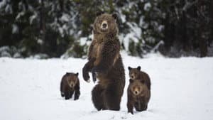 Yellowstone — foto 1
