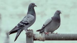 La danza de las palomas — foto 1