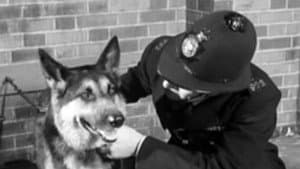 Police Dog — foto 1