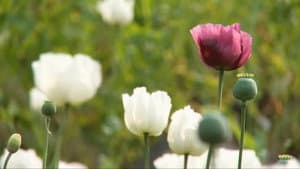 Raw Opium — foto 1