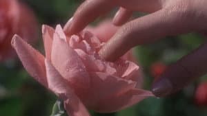 薔薇と鞭 — foto 4