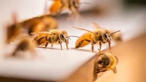 The Great Australian Bee Challenge — foto 1