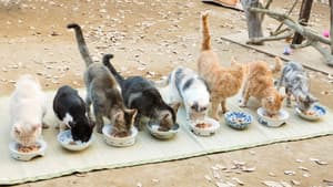ねこあつめの家 — foto 1