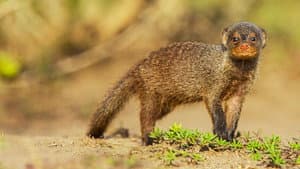Secret Life of Predators — foto 4