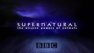 Supernatural: Unseen Power of Animals — foto 1