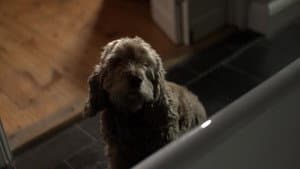 L.T.'s Theory of Pets — foto 3