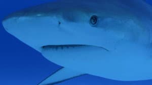 Raging Bull Shark — foto 2