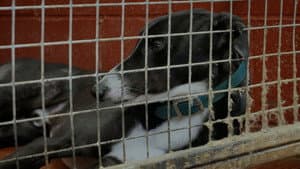 Going to the Dogs — foto 2