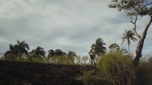 Papa Machete — foto 7