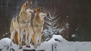 Wolves: A Legend Returns to Yellowstone — foto 1