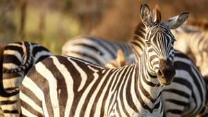 Incredible Animal Journeys — foto 6