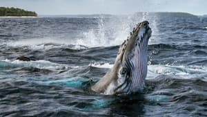 Secretos de las Ballenas — foto 1