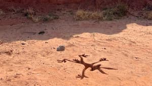 Coyote vs. Acme — foto 5