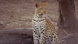 África