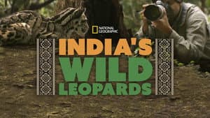 India's Wild Leopards — foto 3