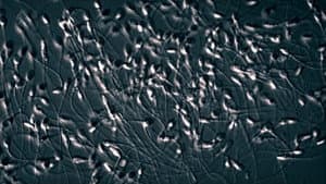 The Great Sperm Race — foto 3