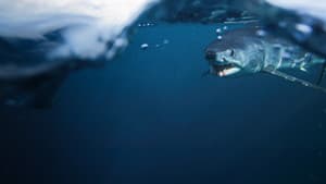 Shark vs. Tuna — foto 5