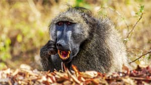 Africa's Deadliest — foto 9