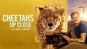 Cheetahs Up Close with Bertie Gregory — foto 1