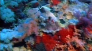 The Living Sea — foto 1