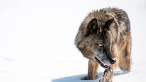 Wild Yellowstone — foto 5