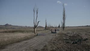 Сірі бджоли — foto 1