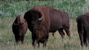 The Great Buffalo Saga — foto 1