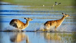 Wild Africa: Rivers of Life — foto 1