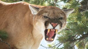 American Cougar — foto 1