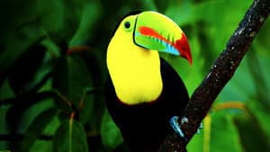Untamed Costa Rica with Filipe DeAndrade — foto 1