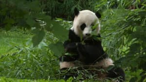 Super Cute Animals — foto 3