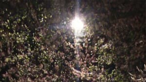 light blossom — foto 1