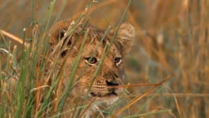 Swamp Lions — foto 4