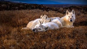 Kingdom of the White Wolf — foto 4