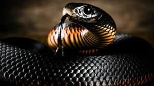 Le monde mystérieux des serpents — foto 1