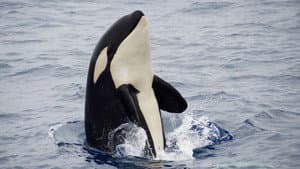 The Search for the Ocean's Super Predator — foto 4
