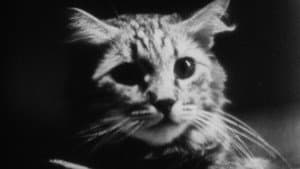 The Private Life of a Cat — foto 3