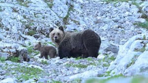 Gefährlich Nah - Wenn Bären Töten — foto 1