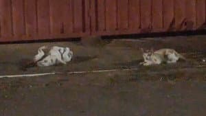 Gatos e Câmeras — foto 2