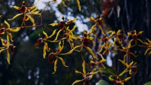 Homo Botanicus — foto 1