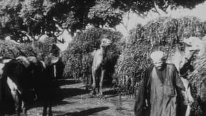 Bédouins avec chameaux sortant de l’octroi — foto 1