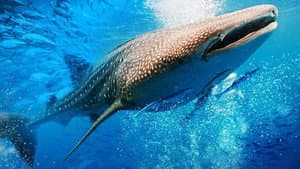Big Mouth - My Pet Whale Shark — foto 1