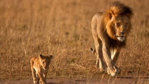 Cazadores de África — foto 4