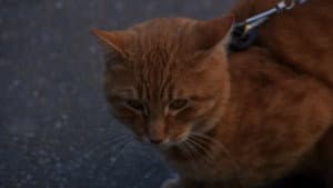 Harry and Tonto — foto 5