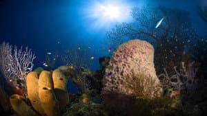 Jewels of the Caribbean Sea — foto 1