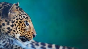 The Wonder of Animals — foto 2