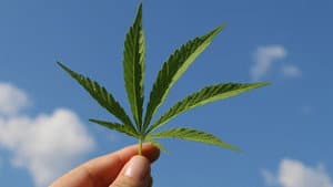 Cannabis sur ordonnance — foto 1