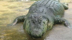 Man-Eating Super Croc — foto 2