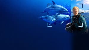 Delfines en primer plano con Bertie Gregory — foto 5
