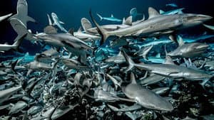 700 requins dans la nuit — foto 3